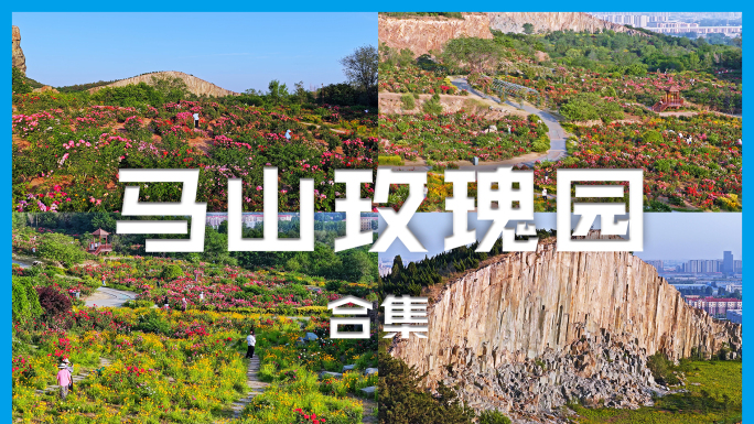 青岛即墨马山玫瑰园4K