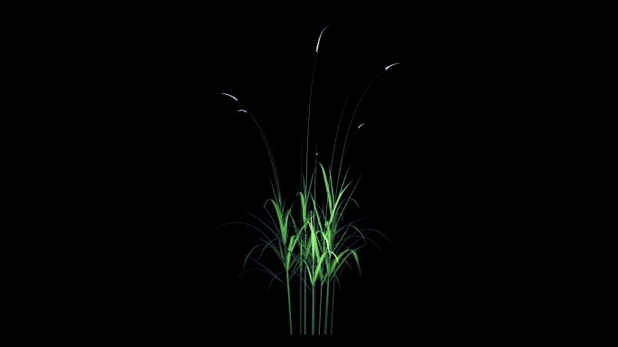 芦苇生长 植物