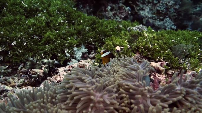 小丑鱼生活在海葵中，海葵用其刺细胞保护小丑鱼免受捕食者的侵害。这是互利共生的一个例子，不同动物物种通