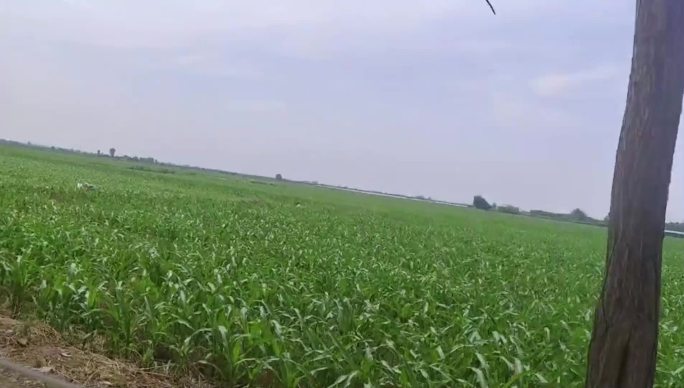 绿色田野的自然景象