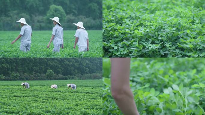 田野农业科技人员行走花生种植地科研基地