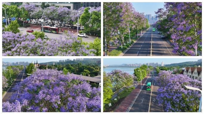 泸州蓝花楹中国酒城醉美泸州