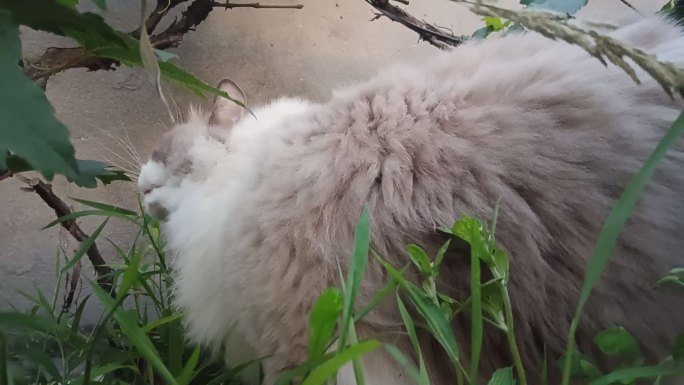 宠物猫的夏日时光