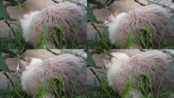 宠物猫的夏日时光