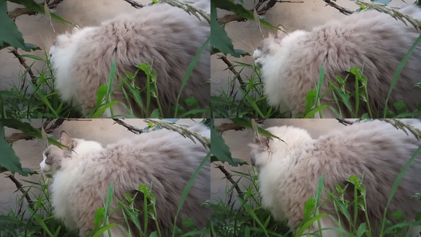宠物猫的夏日时光