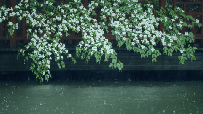 雨打荷塘落花下雨