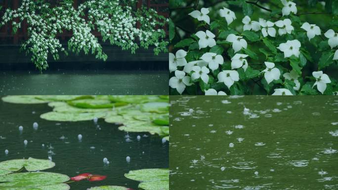 雨打荷塘落花下雨