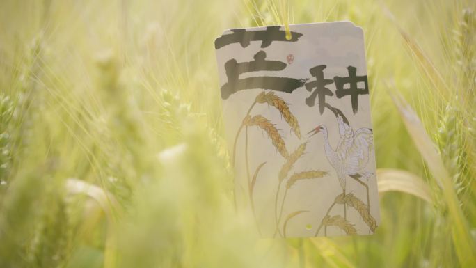 【合集】芒种节气风吹麦浪小麦成熟丰收空镜