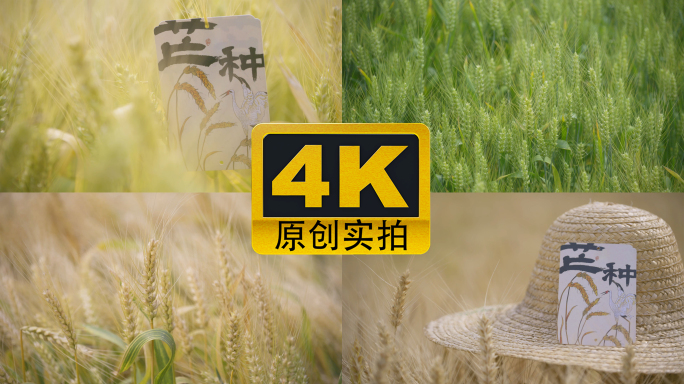 【合集】芒种节气风吹麦浪小麦成熟丰收空镜