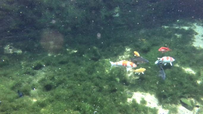 山东济南-金虎泉水下清澈宁静鱼类水草生态