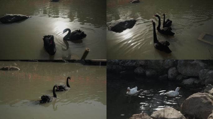黑天鹅湖中嬉戏 鸭子