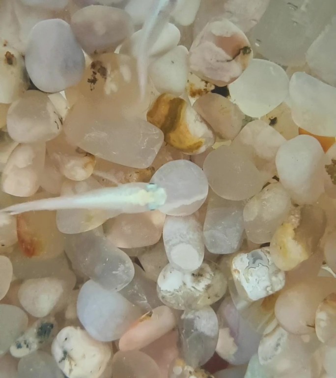 水中游动的白色小鱼
