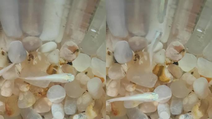 水中游动的白色小鱼