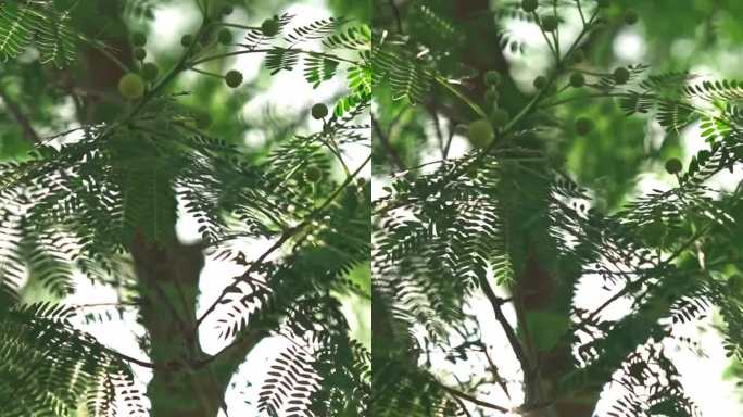 树木树叶