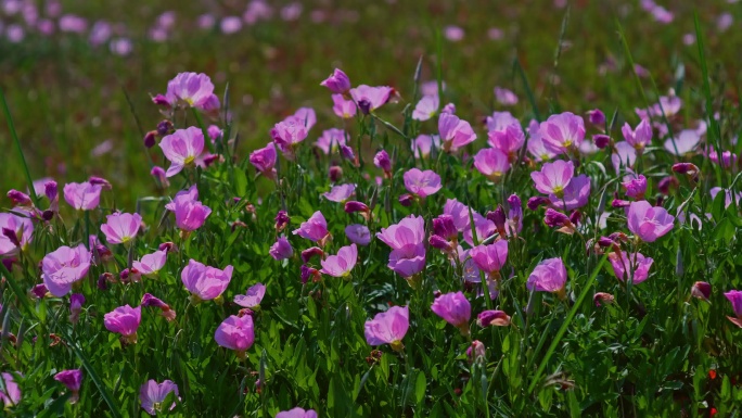 花海野花花朵绽放粉色花朵