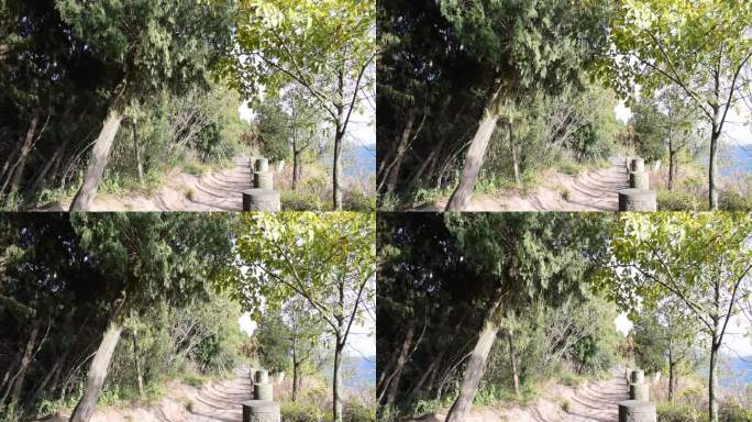 清风吹拂林间小路