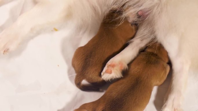 新生小狗依偎母犬