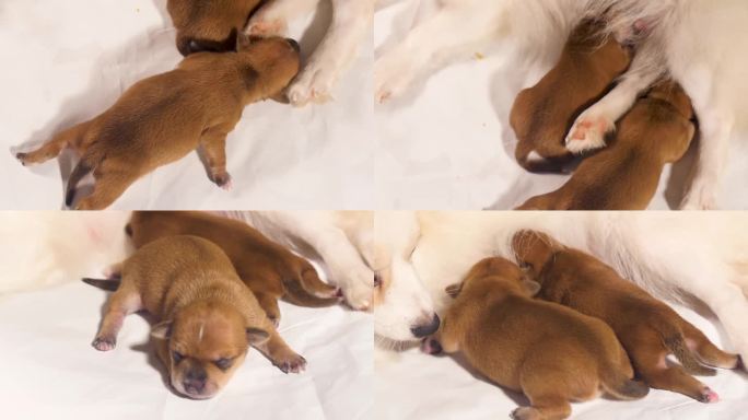 新生小狗依偎母犬