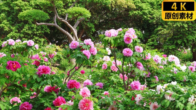 菏泽 牡丹花 曹州牡丹园 国花
