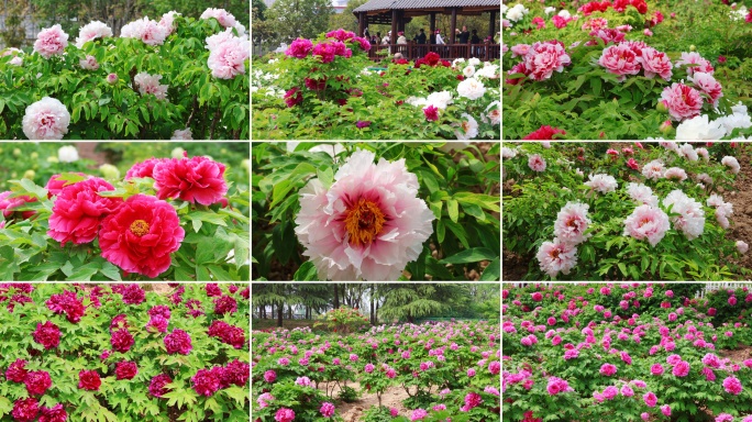 菏泽 牡丹花 曹州牡丹园 国花