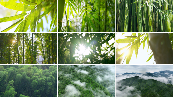 竹子竹林阳光竹竹林山景竹林雨自然