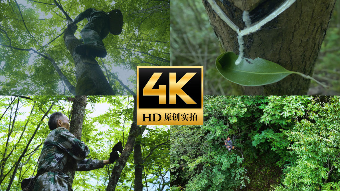 割漆漆农进山采漆漆树漆林大漆生漆大木漆