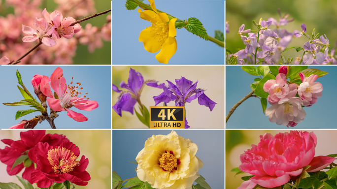 春暖花开百花齐放植物开花延时大合集