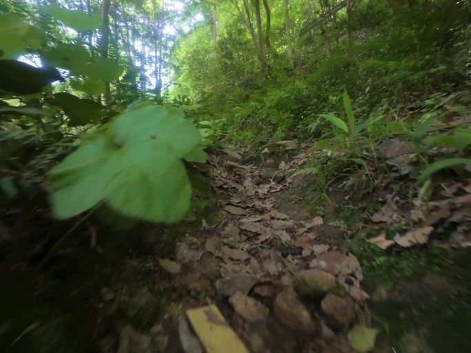 户外徒步：漫步绿意山林小路，邂逅野趣之旅