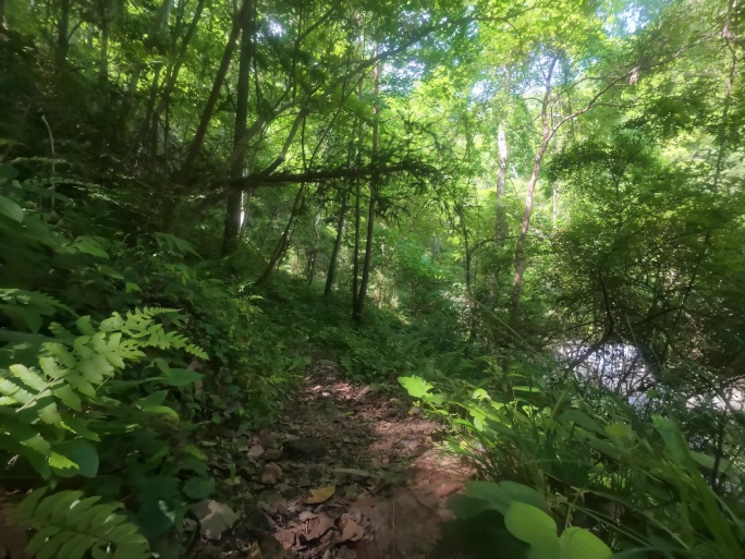 徒步山林小径：在绿意里邂逅心灵的温柔归处