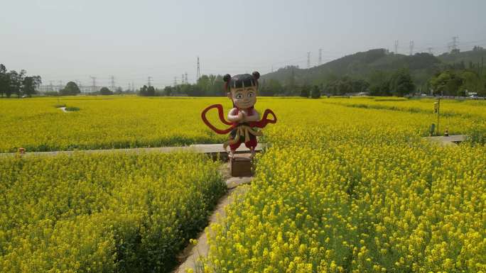 道明村油菜花航拍