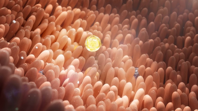 益生菌益生元肠道双歧杆菌消化分解