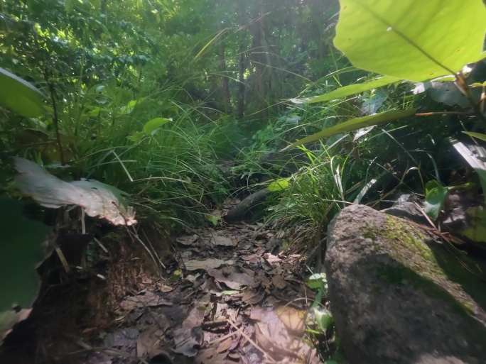 行走在山路崎岖的山林小径