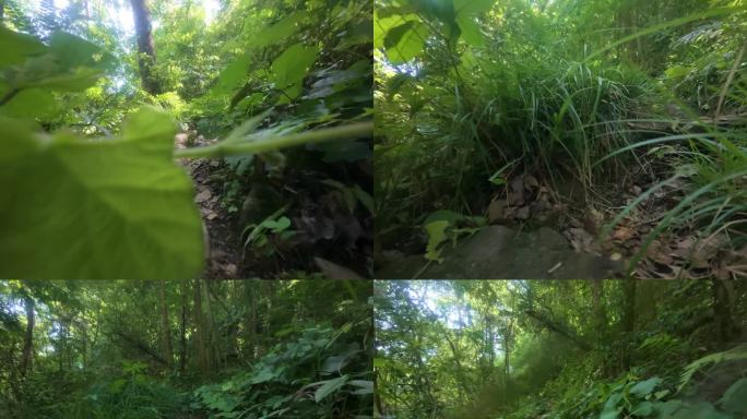 行走在山路崎岖的山林小径