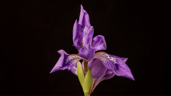 鸢尾花开花延时大合集