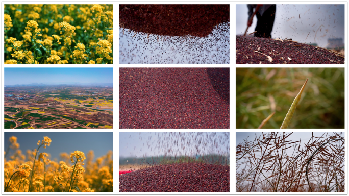 油菜花 油菜仔 丰收 谷物 筛选