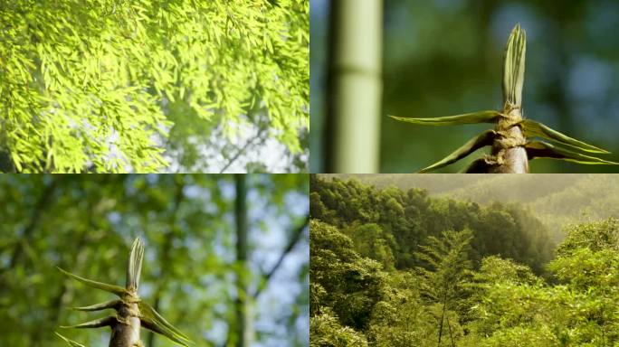 竹林竹笋竹叶竹韵绿色风吹竹叶笋尖竹林剪影