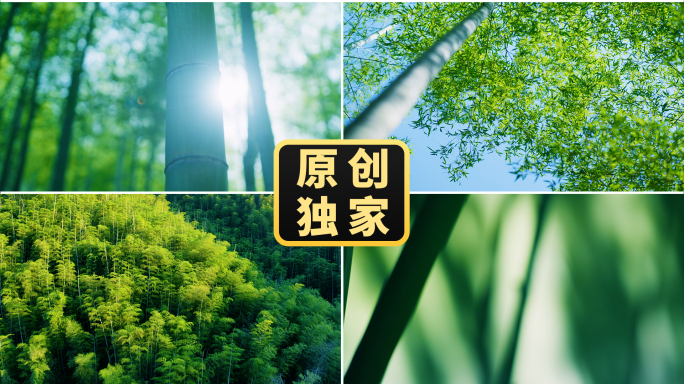竹林清晨阳光竹子竹海竹影光影竹叶竹意境