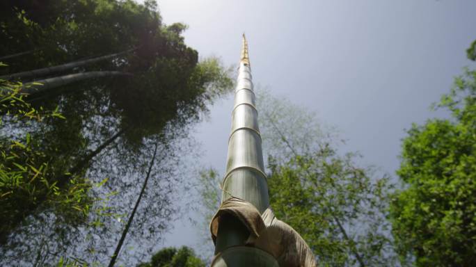 竹林局部特写竹林阳光绿色竹韵毛竹竹子特写