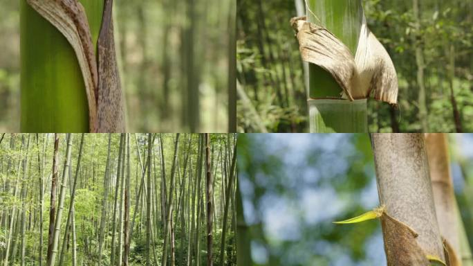 竹林局部特写竹林阳光绿色竹韵毛竹竹子特写