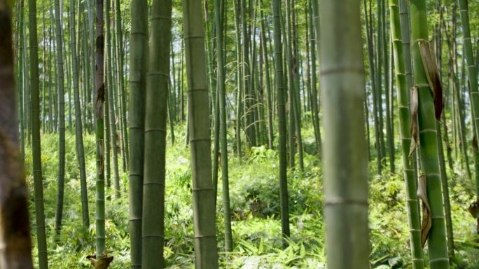 竹林中移动拍摄仰拍竹林翠绿竹林毛竹竹海