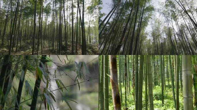 竹林中移动拍摄仰拍竹林翠绿竹林毛竹竹海