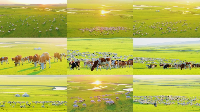 4K内蒙古呼伦贝尔大草原实拍