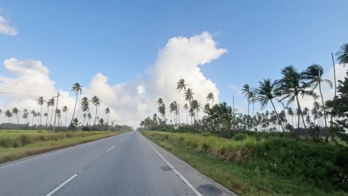 在加勒比海的道路上穿行于椰子树种植园。