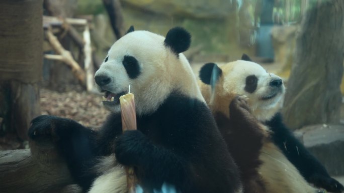 成都大熊猫繁育研究基地
