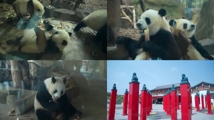 成都大熊猫繁育研究基地
