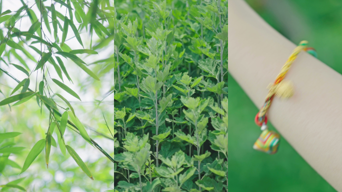 端午 端午习俗 粽子 艾草 香囊 包粽子