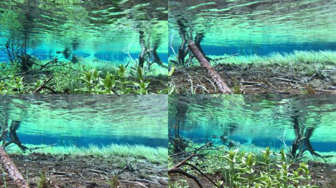 四川阿坝-松坪沟清澈水下水草植物生态鱼群