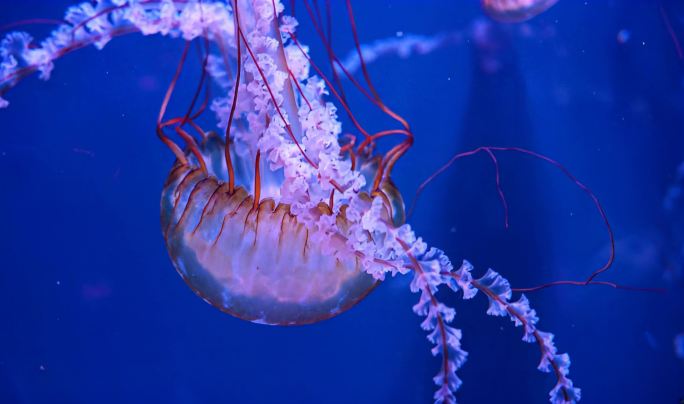 水母在蓝色背景中游动 海洋生物水母特写