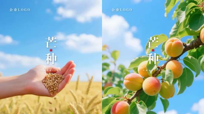 芒种小满节气小麦麦穗麦芒麦浪麦田粮食水稻
