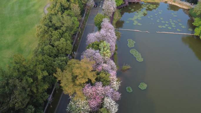 湖畔公园盛开的蓝花楹